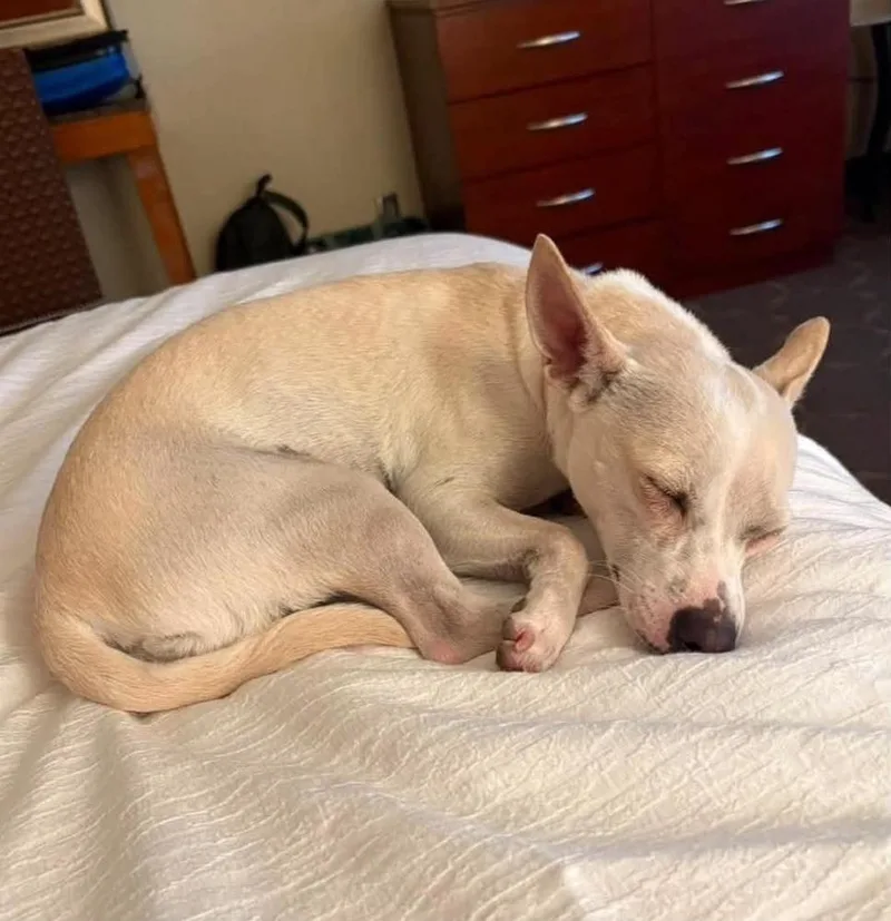 An adult small-sized female White / Cream Chihuahua dog named Rumi for adoption in Aurora, CO