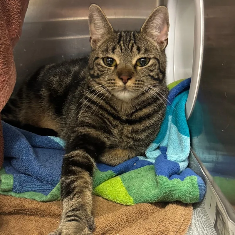 A young large-sized female Domestic Short Hair cat named Hena for adoption in Pittsburgh, PA