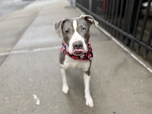 An adult medium-sized female Mixed Breed dog named Stoney for adoption in New York, NY
