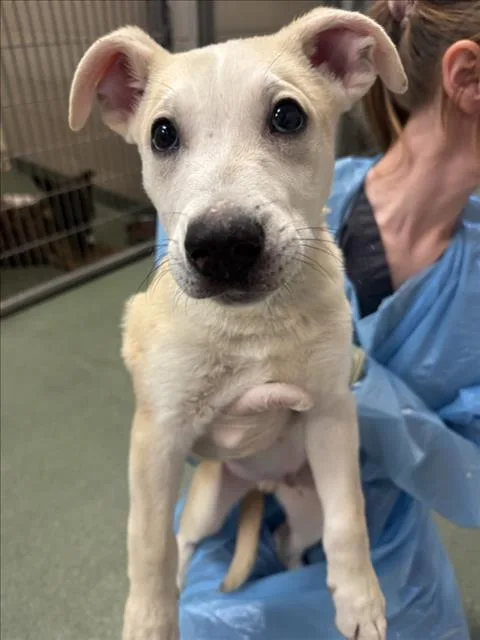 A baby small-sized male Mixed Breed dog named Zayn for adoption in Santa Fe, NM