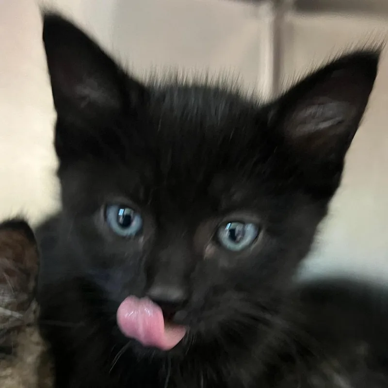 A baby small-sized male Black Domestic Medium Hair cat named Maryland for adoption in Tacoma, WA