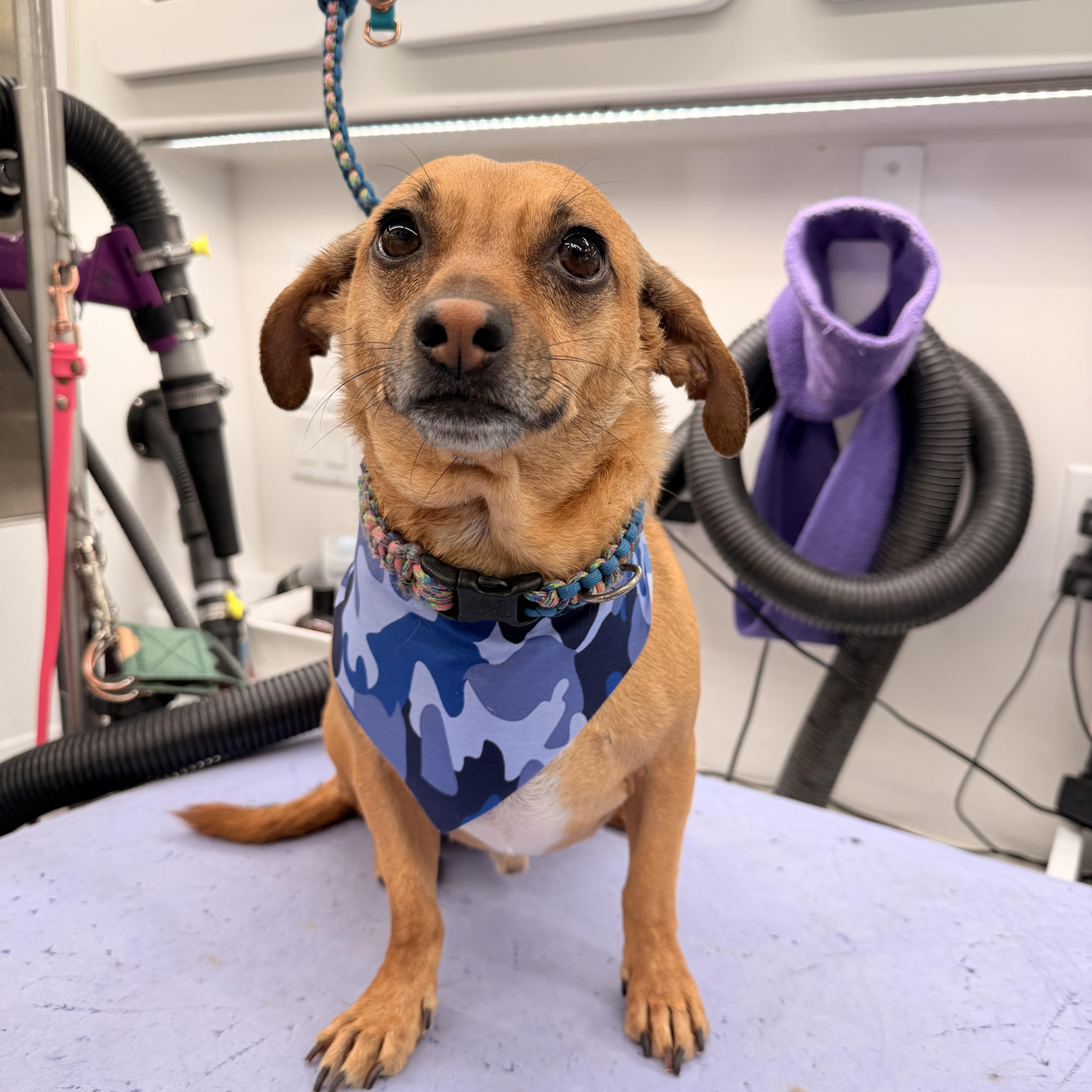 A young small-sized male Bolognese dog named Ollie for adoption in Las Vegas, NV