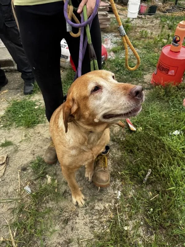 An adult large-sized female Labrador Retriever dog named a Grandma for adoption in Salisbury, MD