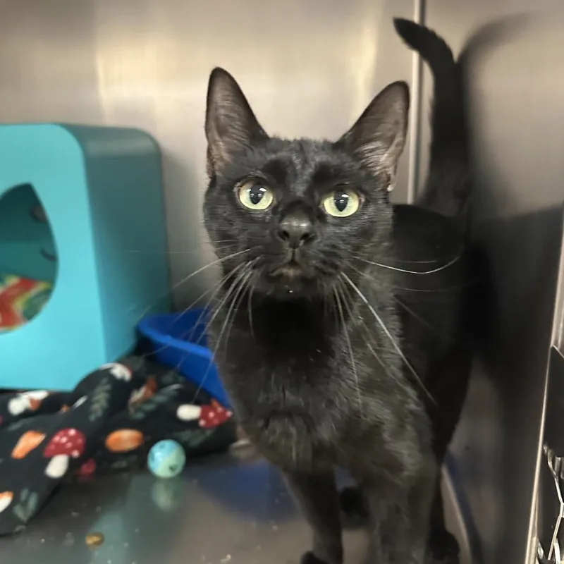 An adult medium-sized female Black Domestic Short Hair cat named Mystic for adoption in Titusville, FL