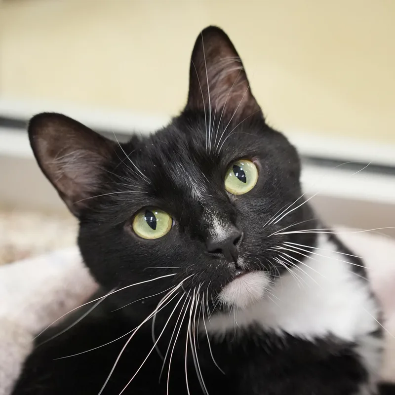 Sylvester