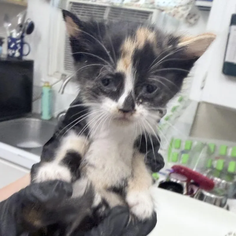 A baby small-sized female Domestic Short Hair cat named Noodle for adoption in Medford, OR