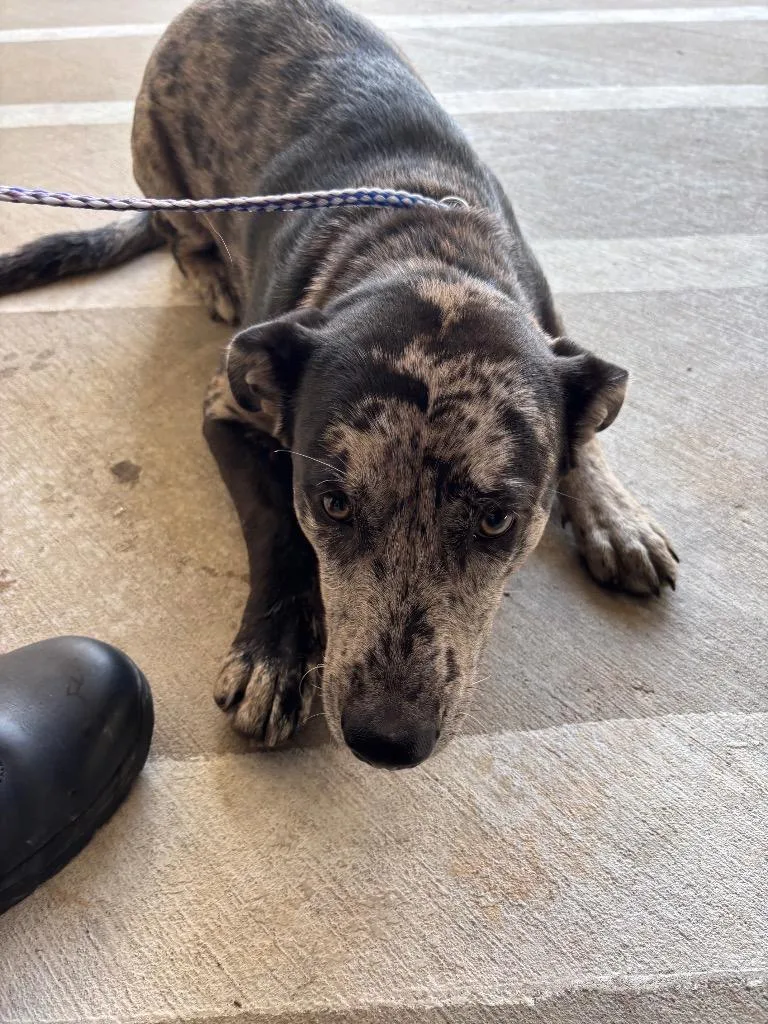 A young large-sized male Catahoula Leopard Dog dog named Haggard for adoption in Belton, TX