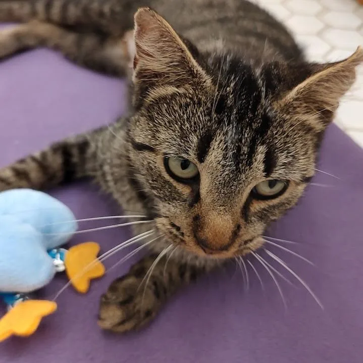 A young medium-sized female Brown / Chocolate Domestic Short Hair cat named Scruffie for adoption in Fairfax Station, VA