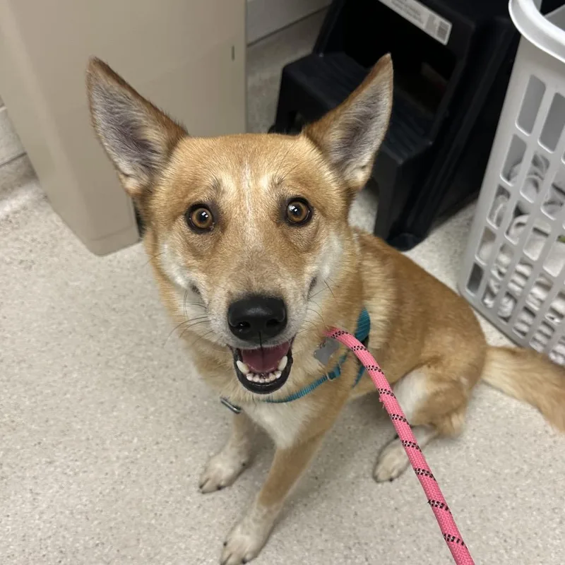 An adult medium-sized male Mixed Breed dog named Toyota for adoption in Murray, UT