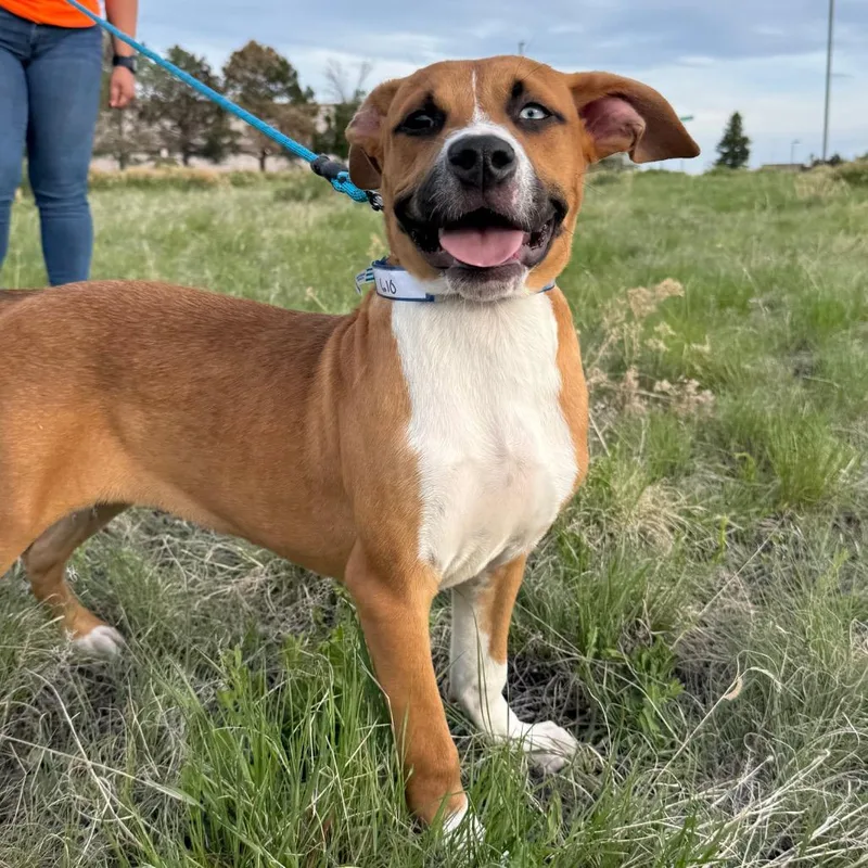 A baby medium-sized male Boxer dog named Reese for adoption in Parker, CO