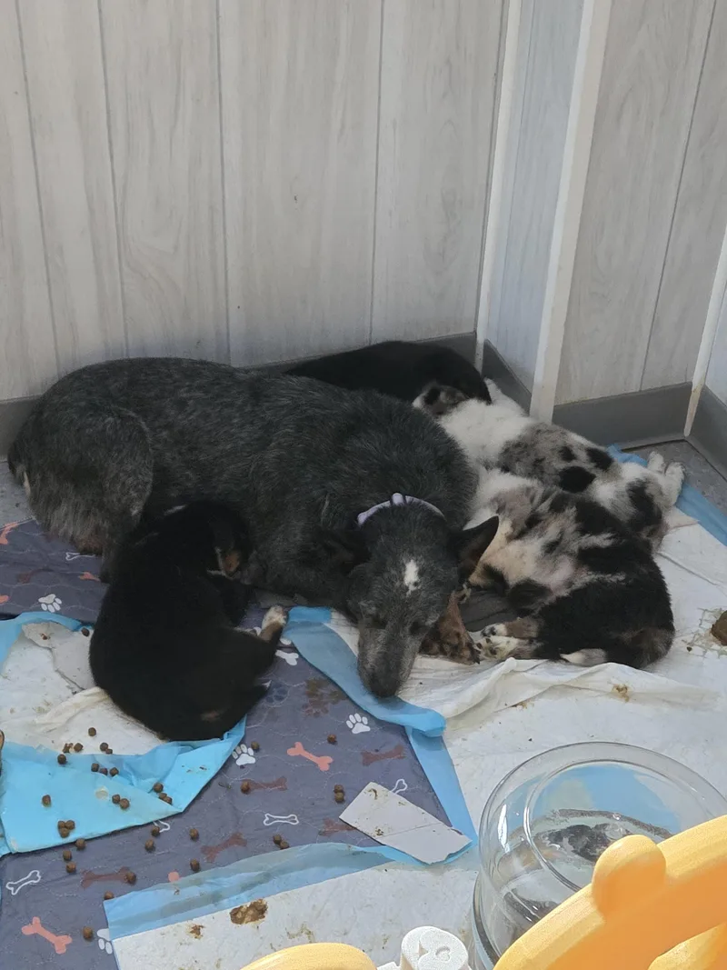 Penelope thumbnail 3