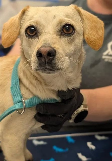 An adult small-sized female Chihuahua dog named Madeline for adoption in Ontario, CA