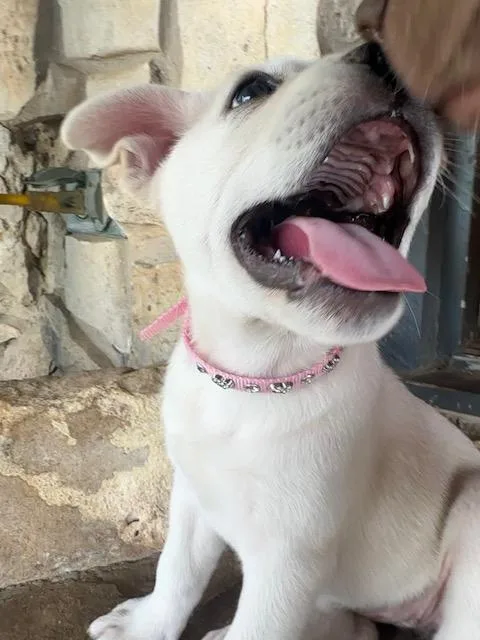 Penelope thumbnail 2