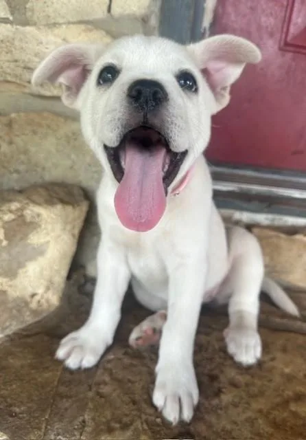 A baby medium-sized female White / Cream French Bulldog dog named Penelope for adoption in Joshua, TX