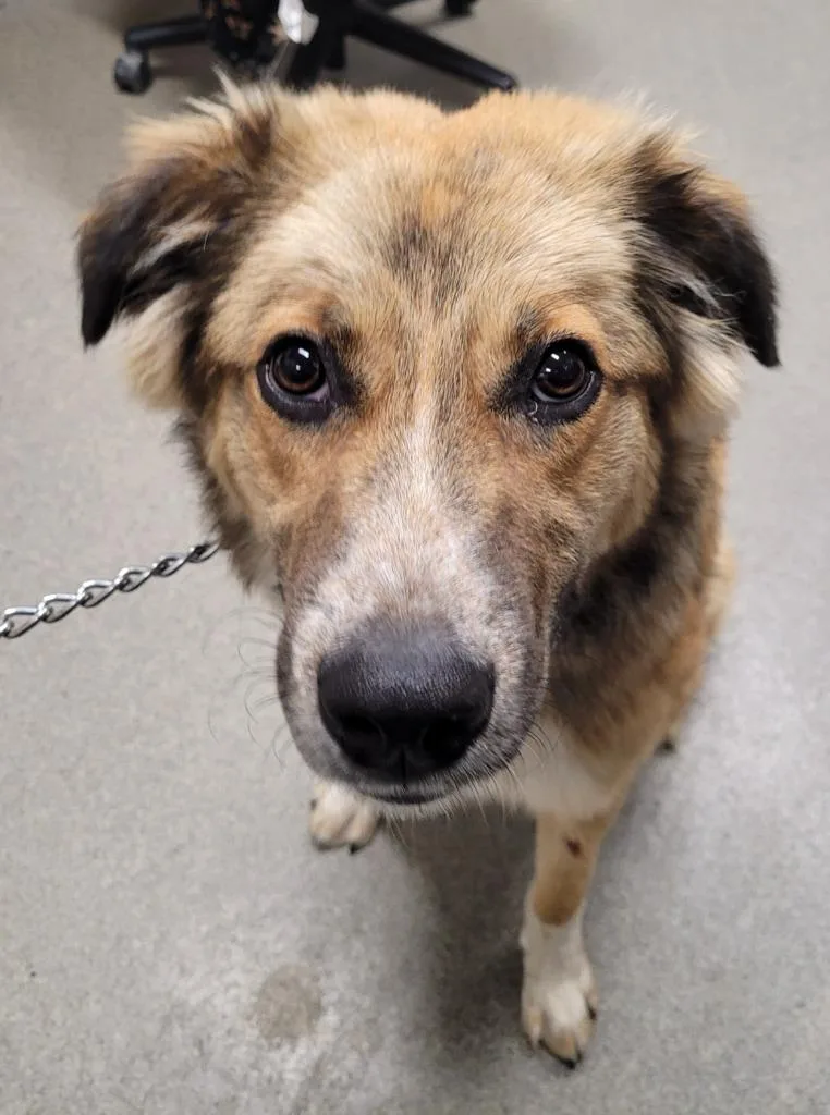A baby large-sized male Terrier dog named Steven for adoption in Hopkinsville, KY