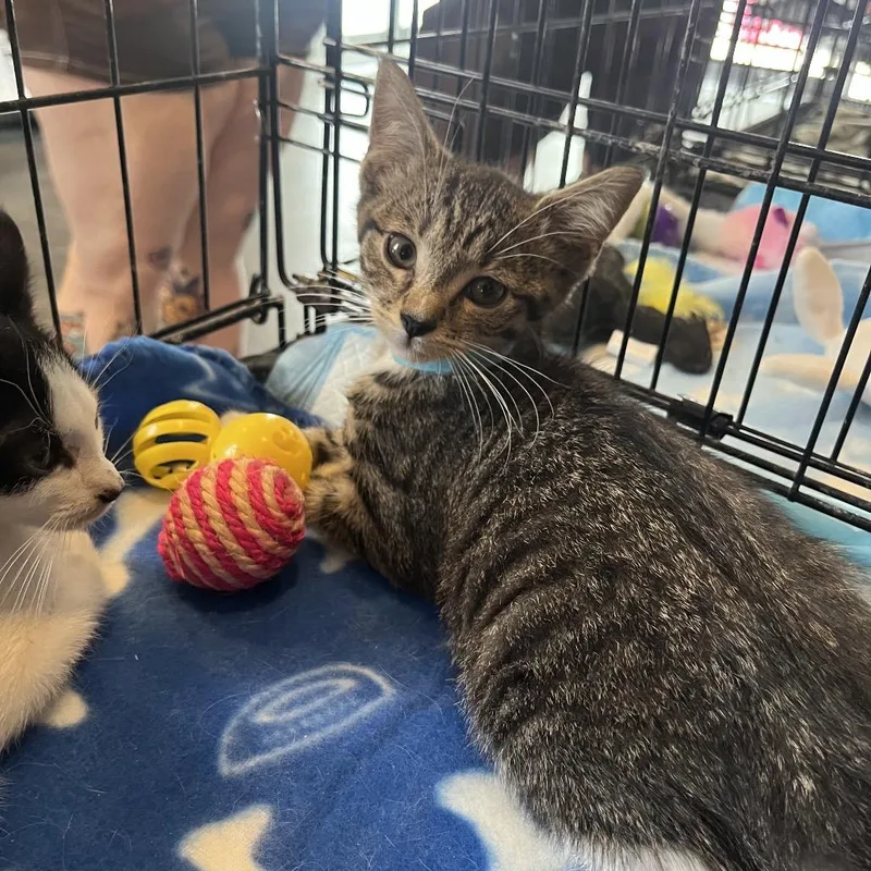 A baby small-sized male Brown / Chocolate Domestic Short Hair cat named George for adoption in Pasadena , MD
