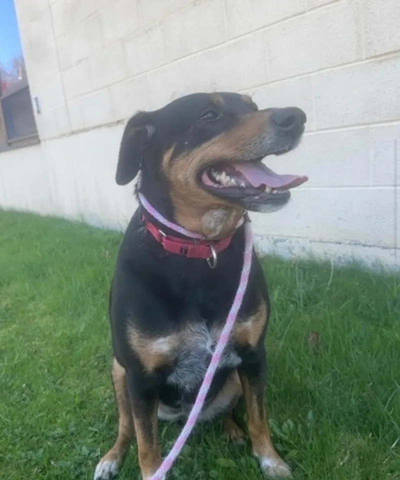 An adult medium-sized female Labrador Retriever dog named Clover for adoption in Pomona, NY