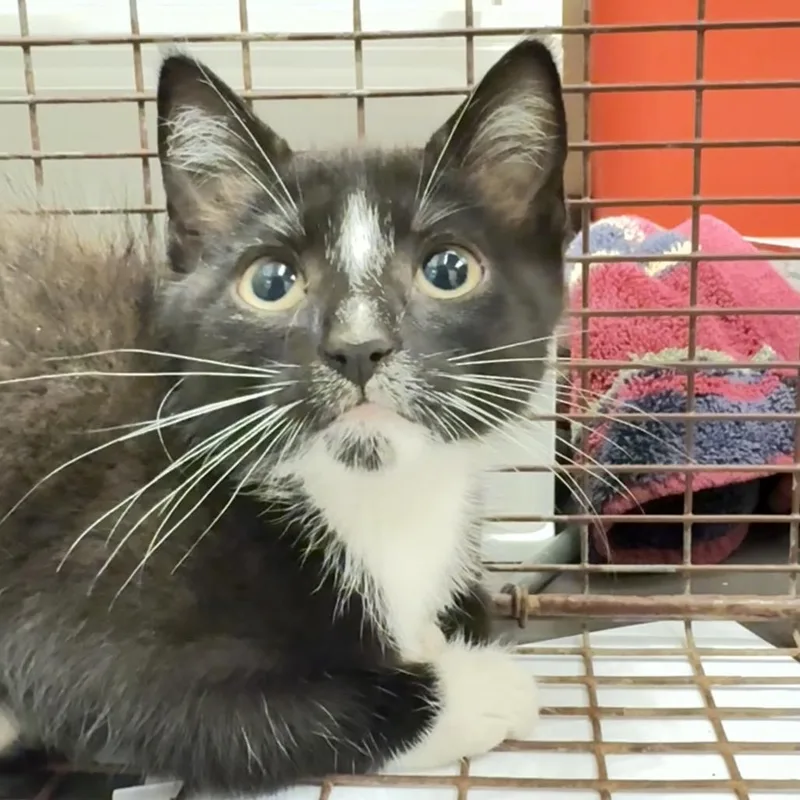 A baby small-sized female Black Domestic Short Hair cat named Straythavenue for adoption in Columbus, GA
