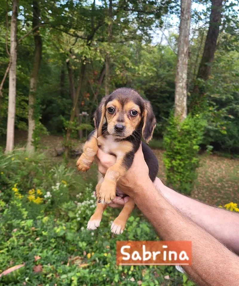 Sabrina thumbnail 3