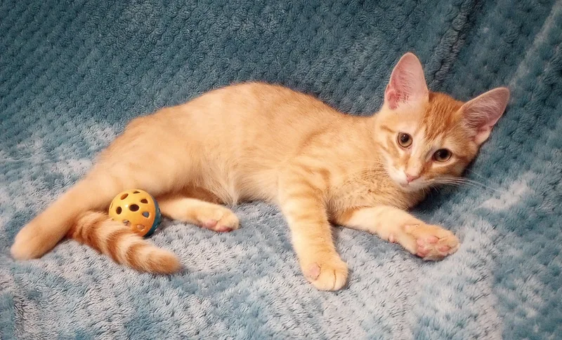 A baby medium-sized male Tabby (Orange / Red) Domestic Short Hair cat named Flip Flop for adoption in Smithfield, NC