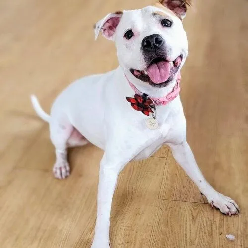 An adult small-sized female Yellow / Tan / Blond / Fawn Pit Bull Terrier dog named Olive Mini Pittie for adoption in Rockaway, NJ