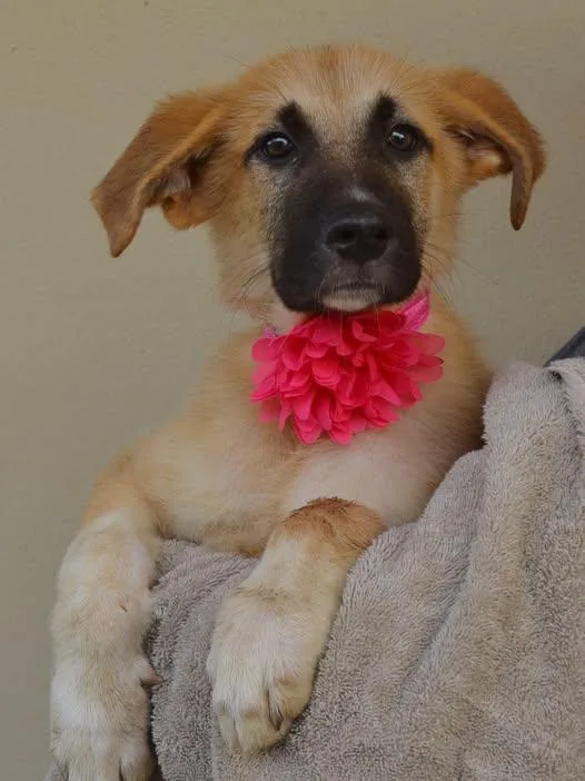 A baby large-sized female Shepherd dog named Pushpin for adoption in McKinney, TX