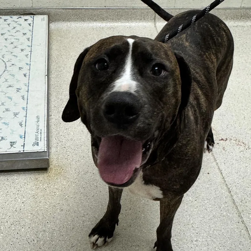 An adult large-sized male Brindle Mixed Breed dog named Hades for adoption in Murray, UT