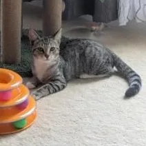 A baby medium-sized male Tabby (Gray / Blue / Silver) Domestic Short Hair cat named Wasabi for adoption in Annapolis, MD