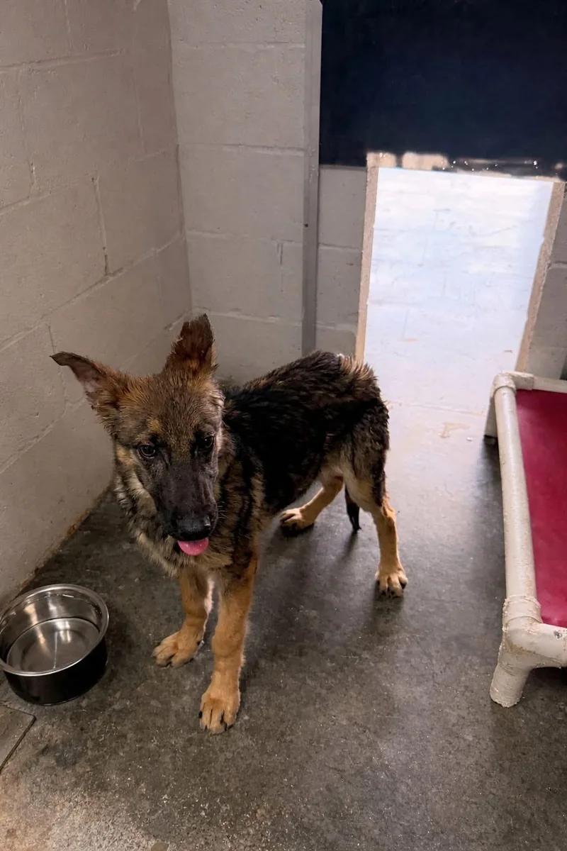 A young large-sized male German Shepherd Dog dog named Scooter for adoption in Parrish, FL