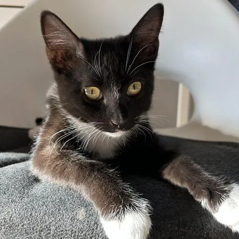A baby small-sized female Gray / Blue / Silver Domestic Short Hair cat named Rain for adoption in Los Angeles, CA