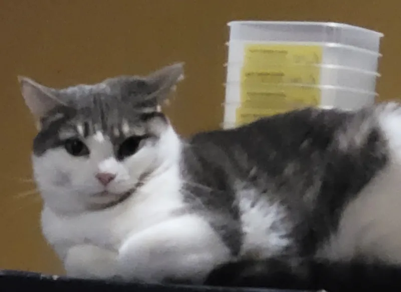 An adult medium-sized female Gray & White Domestic Short Hair cat named Tink for adoption in Ashland, VA