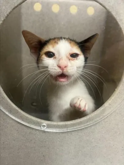 A baby small-sized female Domestic Short Hair cat named Kosher for adoption in Texas City, TX