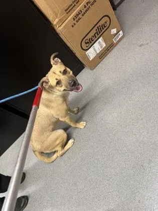 An adult medium-sized female Mixed Breed dog named Real G for adoption in West Chester, PA