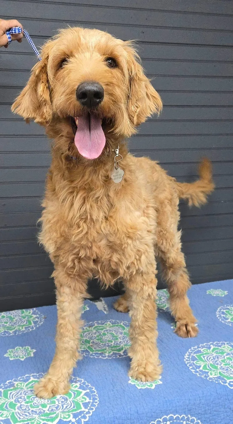 A young medium-sized female Goldendoodle dog named Goldie for adoption in Newport, TN