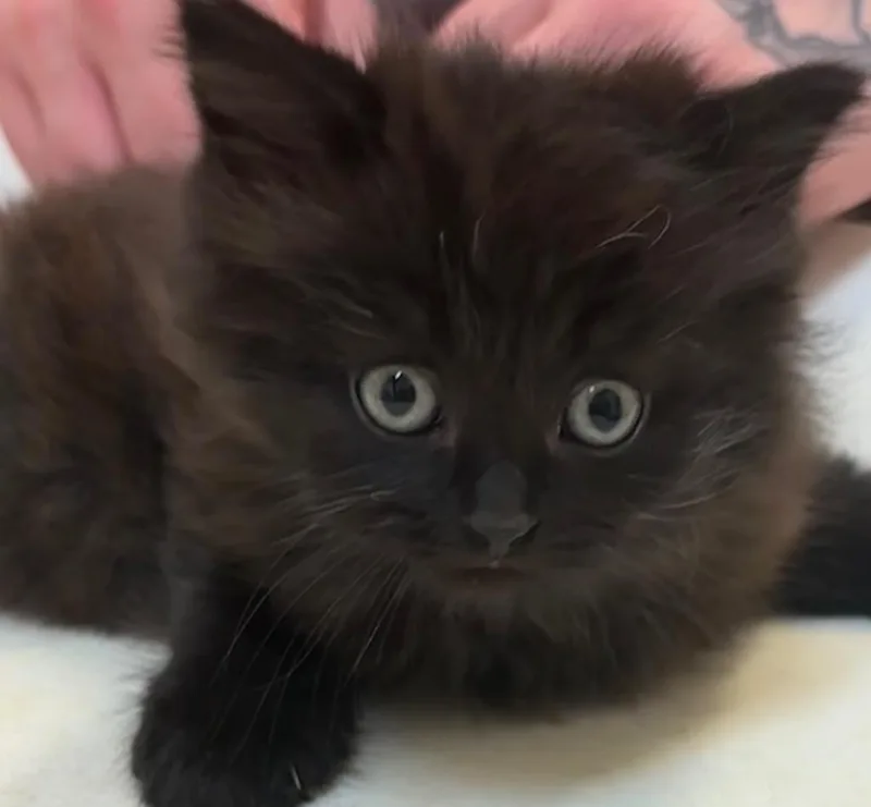 A baby small-sized male Domestic Long Hair cat named Nick for adoption in Elizabethton, TN