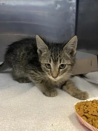 A baby small-sized male Brown / Chocolate Domestic Short Hair cat named Poseidon for adoption in El Paso, TX