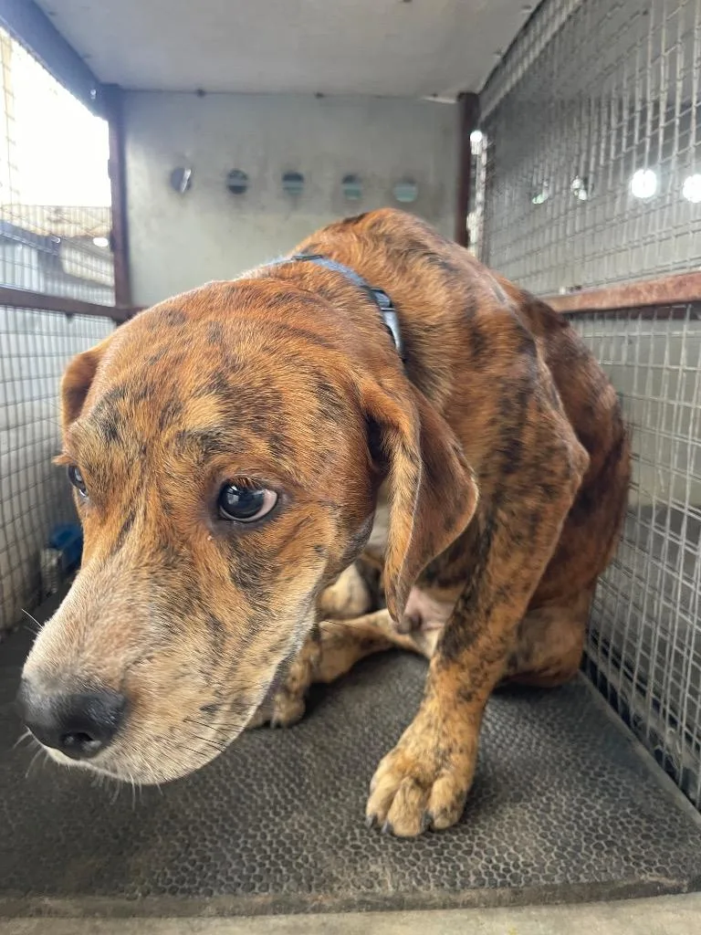 A young medium-sized male Pit Bull Terrier dog named Knucklehead for adoption in Belton, TX
