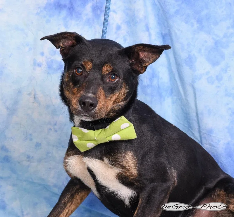 An adult medium-sized male Terrier dog named Raider for adoption in Pittsboro, NC