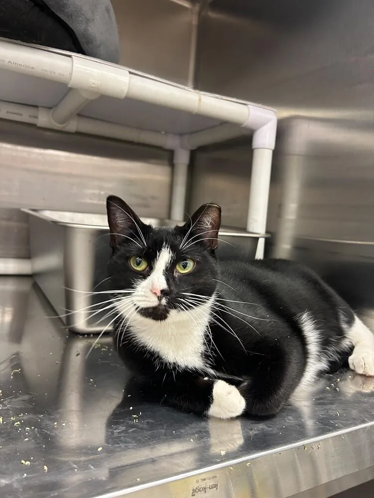 An adult medium-sized female Black & White / Tuxedo Domestic Short Hair cat named Lover for adoption in Pittstown, NJ