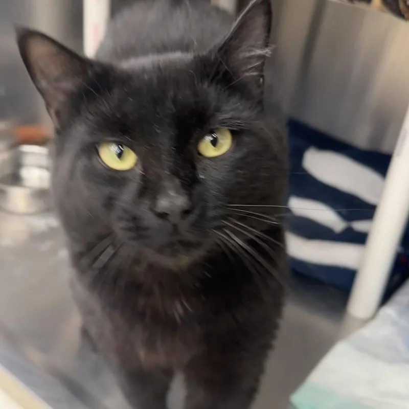 An adult medium-sized male Black Domestic Short Hair cat named Blanco for adoption in Winchendon, MA
