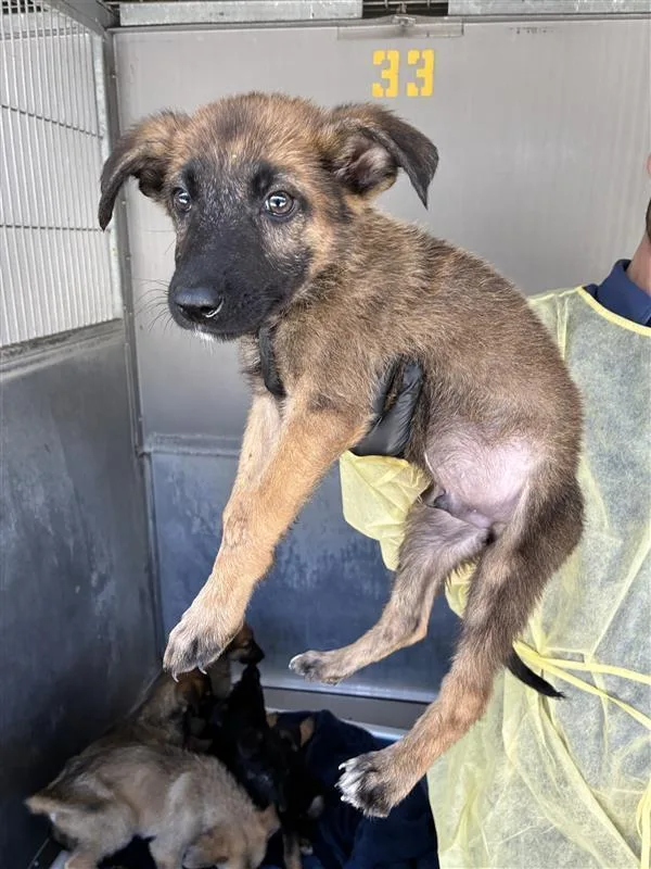 A baby large-sized male Tricolor (Brown, Black, & White) German Shepherd Dog dog named AAD New Arrival! Flint for adoption in Armonk, NY