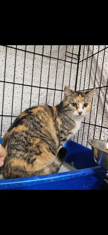 An adult medium-sized female Domestic Short Hair cat named Peanut Butter Cup for adoption in West Mifflin, PA