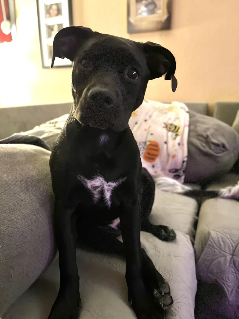 A young medium-sized male Labrador Retriever dog named Atticus for adoption in San Antonio, TX