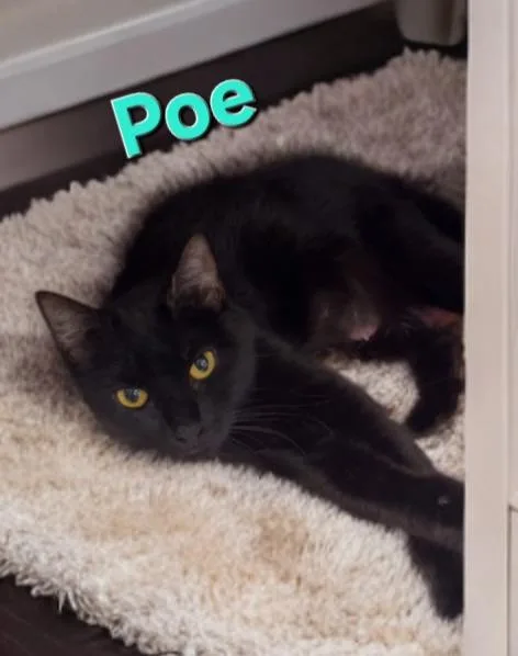 Poe