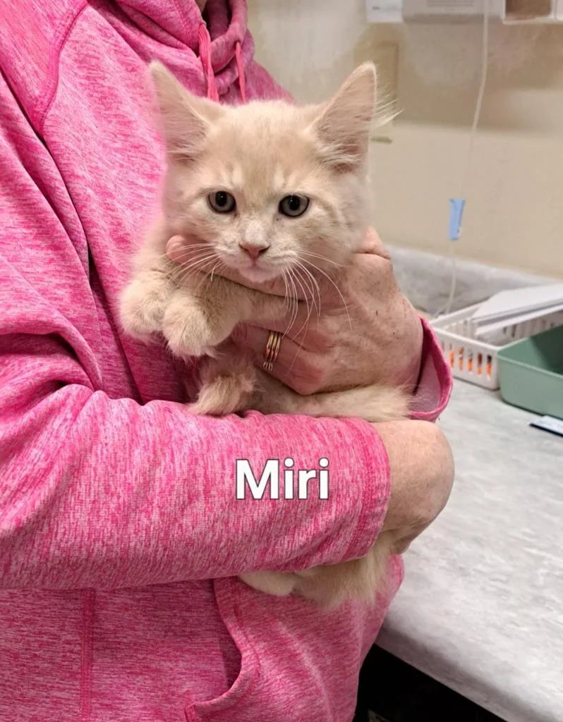 Miri