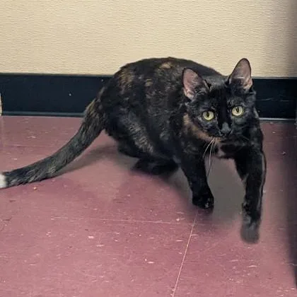 A young medium-sized female Domestic Short Hair cat named Stevie for adoption in Bridgewater, NJ