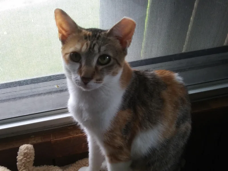 An adult medium-sized female Calico Domestic Short Hair cat named Gina for adoption in Port Wentworth, GA