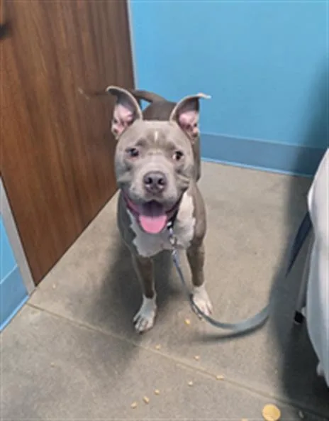 An adult medium-sized male Pit Bull Terrier dog named Tayro for adoption in Houston, TX