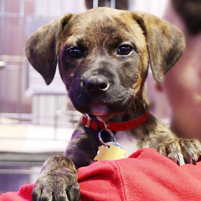 A baby large-sized female Mixed Breed dog named Java for adoption in Port Washington, NY