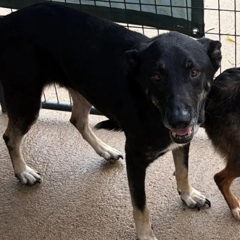 An adult large-sized female Black German Shepherd Dog dog named Barkarella for adoption in Lake Jackson, TX